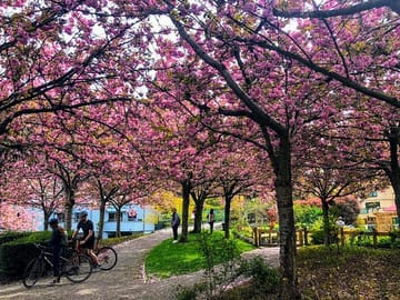 Private Vancouver City Tour During Cherry Blossom Season