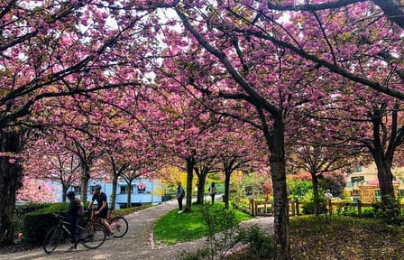 Vancouver City Tour with Cherry Blossom Festival Private