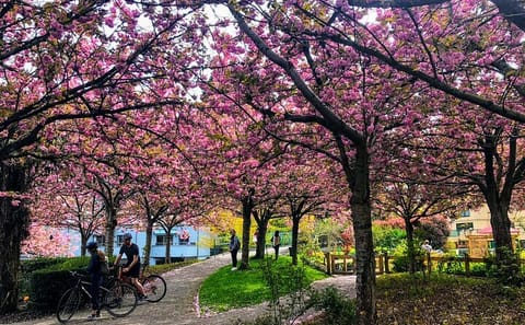 Private Vancouver City Tour During Cherry Blossom Season
