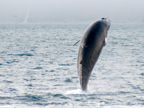 Minke whale having fun seen in a whale watching tour from Dalvik north Iceland