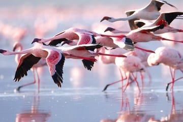 Day Tour to Lake Nakuru and Lake Naivasha Boat Ride