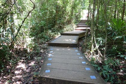 The Wonders of Thailand’s Last Lowland Rainforest