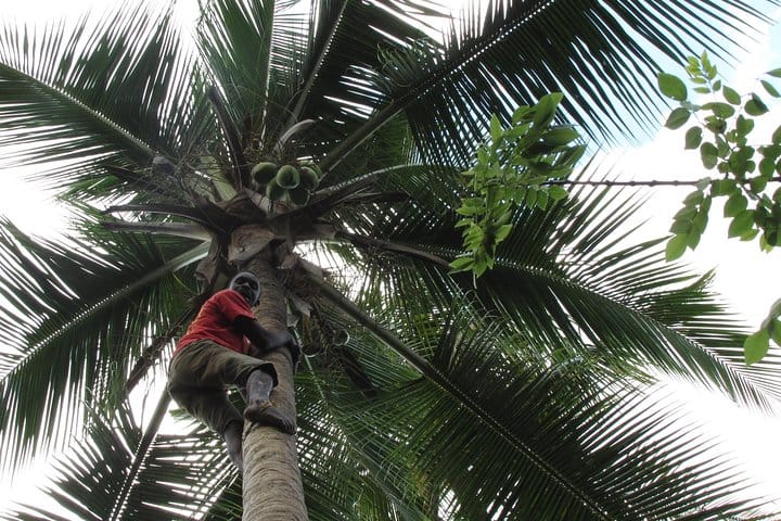 This is how we pick the coconuts