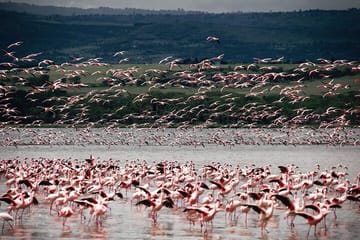 2 Days Lake Nakuru National Park and Lake Naivasha Safari