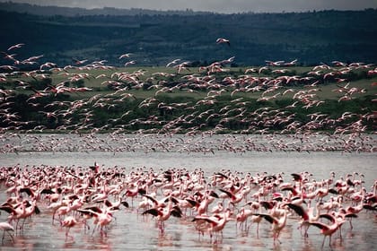 2 Days Lake Nakuru National Park and Lake Naivasha Safari