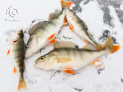 Great Ice Fishing Experience in Lapland 1