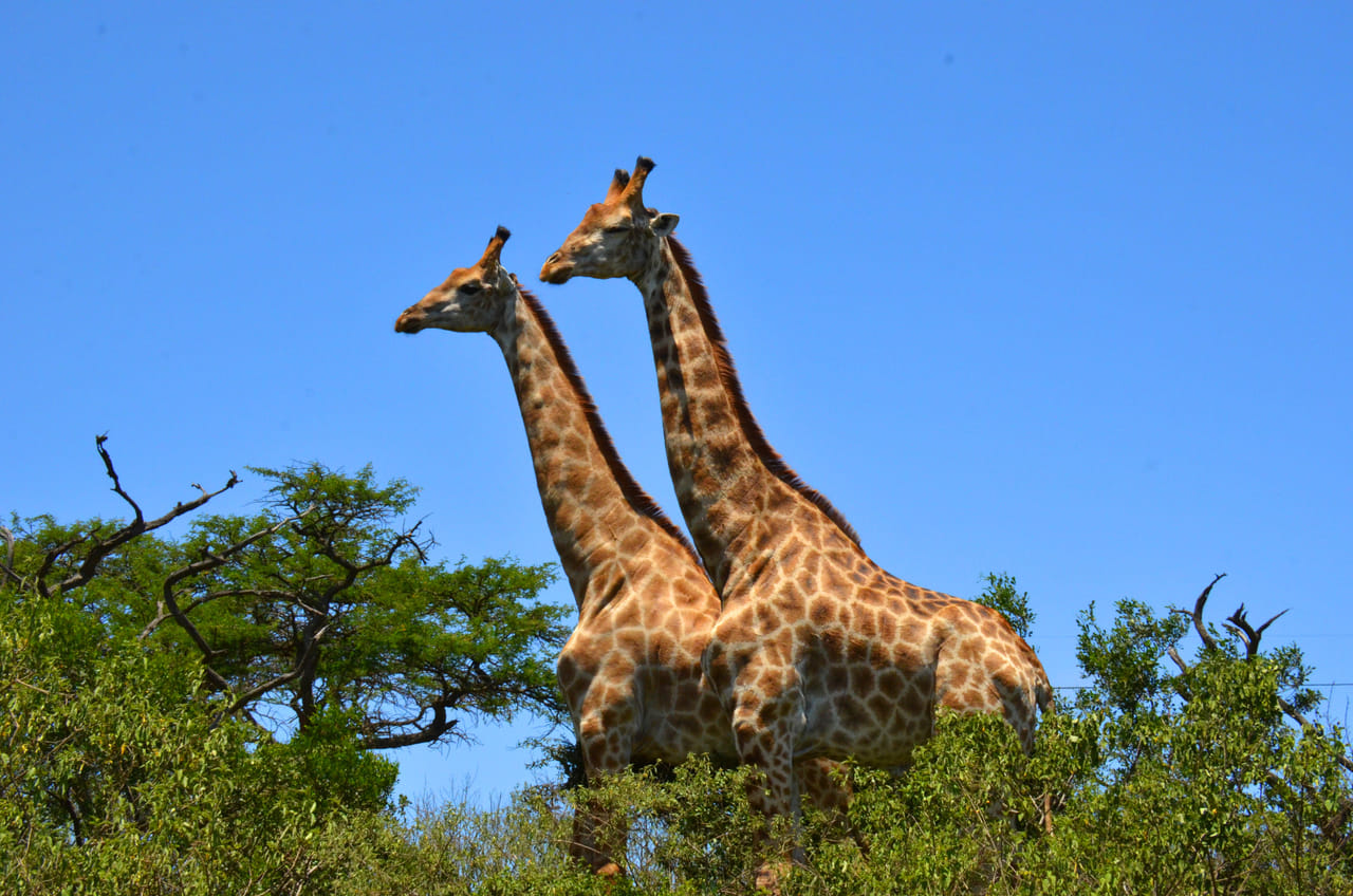 Hluhluwe Imfolozi  Safari Day Tour (7) 8