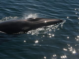 Whale Watching & Caving, photo 15