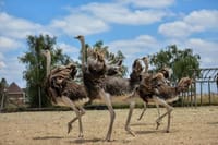 Masai Ostrich Farm visit