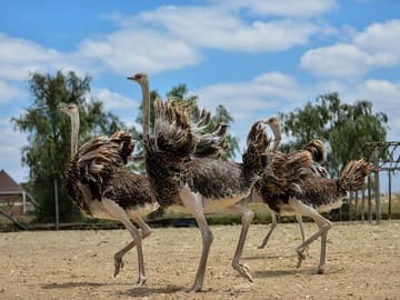 Masai Ostrich Farm visit