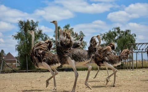Nairobi Day Trip to Masai Ostrich Farm Experience