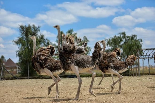 Masai Ostrich Farm visit