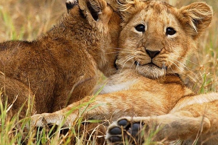 In the cradle of the pride: lion cubs at rest