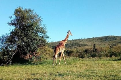 3 Days Samburu National Park private safari all inclusive