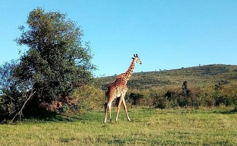 3-Day Private Safari Adventure in Samburu National Park, Kenya