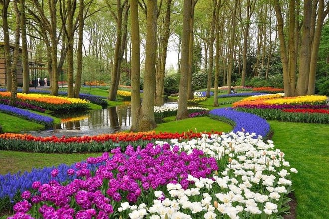 Rivers of tulips in the Keukenhof park