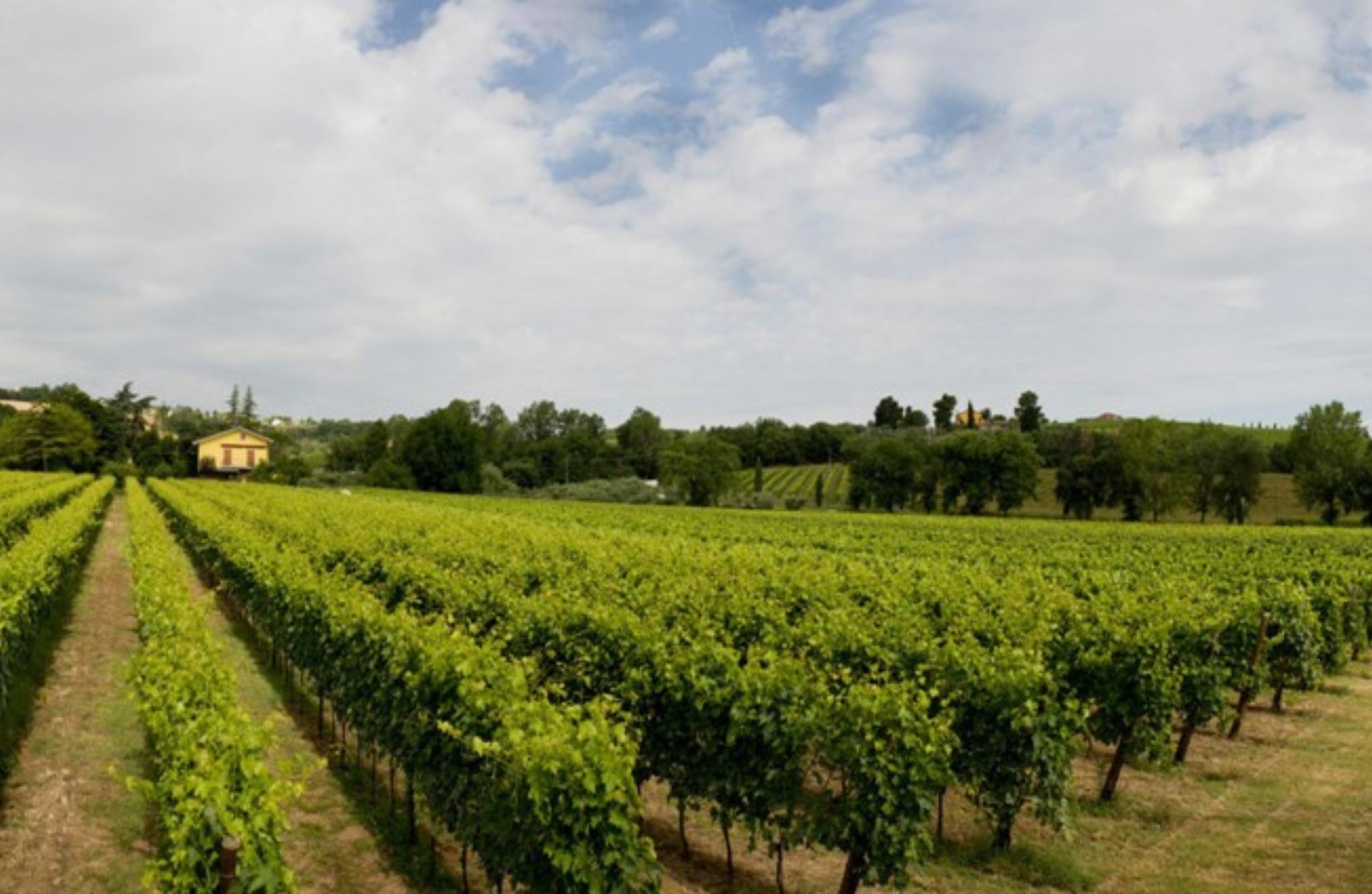 Winery Tour with Wine & Food Tasting near Riccione & Rimini