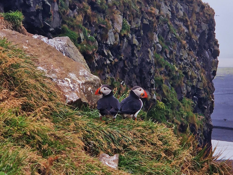 Private Vestmannaeyjar Tour — WayNorth
