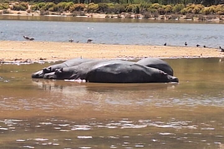 Cape Town Aquila Game Reserve Big 5 Sunset Safari with Transport