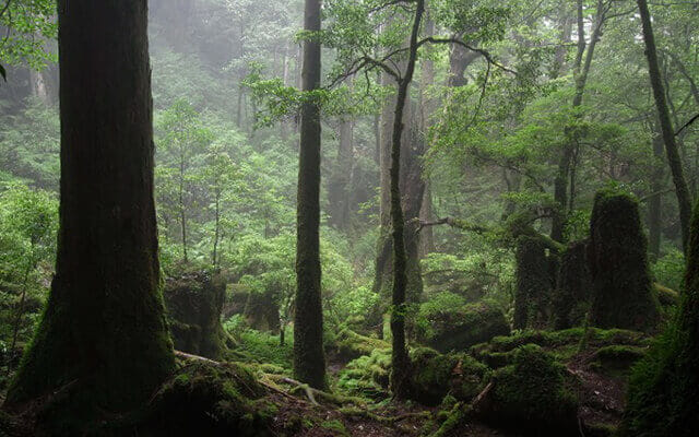 Things to do in Yakushima