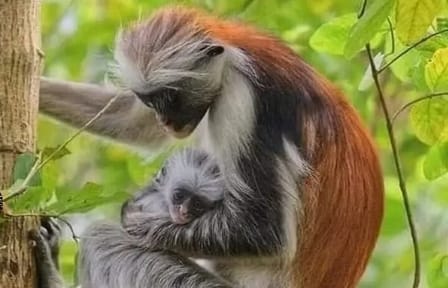 Zanzibar Mnemba Island Dolphins, Jozani Forest and Sea Turtles