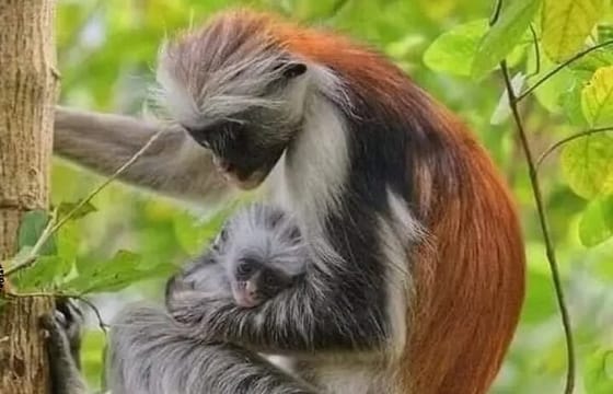 Zanzibar Mnemba Island Dolphins, Jozani Forest and Sea Turtles
