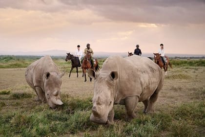 Day Tour To Ol Pejeta Conservancy