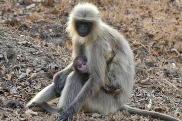 Bengaluru to Nagarhole National Park Wildlife Safari Tour