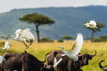 Maasai Mara National Reserve Fly-In Safari Day Trip