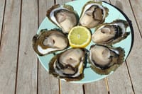 Ostrea Edulis - Oysters in Ston, the only place in the world to grow this kind of oysters