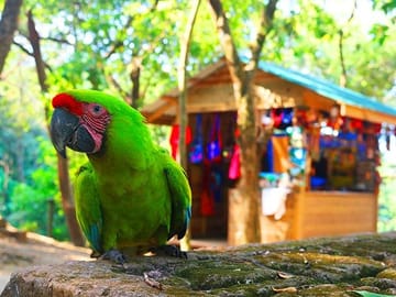 yellow head parrots