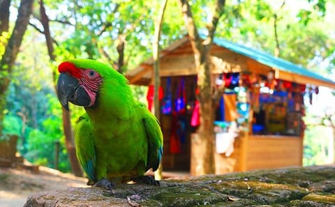 Roatan Zip-Line, Monkey Interaction, and Butterfly Sanctuary Tour