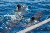 Premium Yacht Private Charter 8