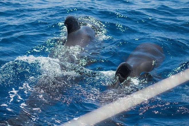 Premium Yacht Private Charter 8