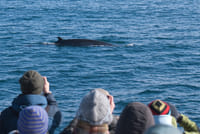 Reykjavík Whales & Snorkeling 7