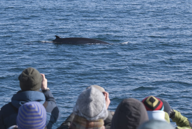 Reykjavík Whales & Snorkeling 7