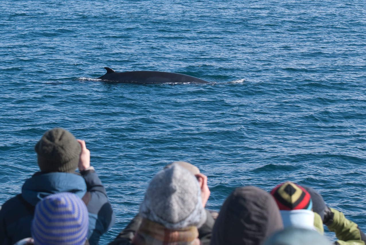Reykjavík Whales & Snorkeling 7