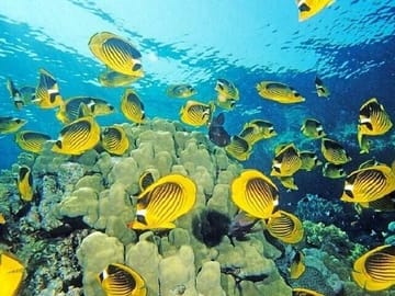 Snorkeling and Dolphin Tour at Three Islands in Hurghada