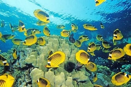 Snorkeling and Dolphin Yacht Tour in 3 islands with Lunch