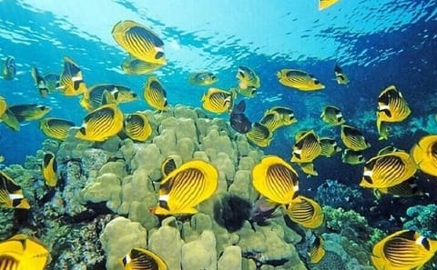 Snorkeling and Dolphin Tour at Three Islands in Hurghada