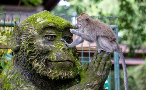 Ubud Full-Day Cultural Tour with Jungle Swing Experience