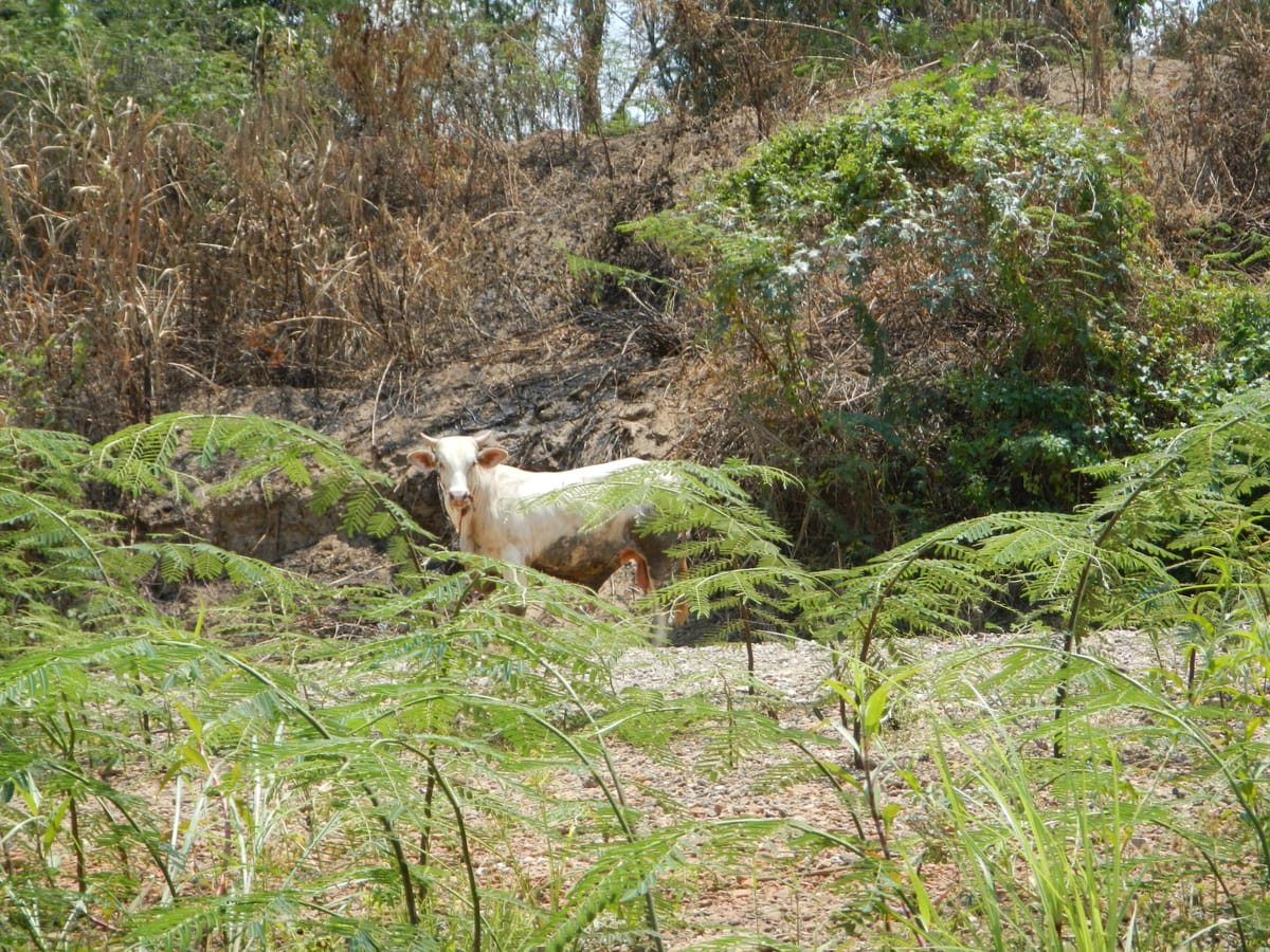 Chiang mai Suthep National Park Leisure Hiking & Mountain Biking