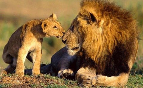 10-Day Private Safari to See Kenya's Big Five Wildlife