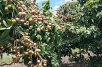 Private Day Tour to Shimen National Park from Guangzhou + Seasonal Fruit Pickup 6