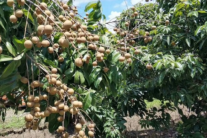 Private Day Tour to Shimen National Park from Guangzhou + Seasonal Fruit Pickup 6