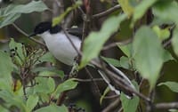 Bird Watching Doi Inthanon  3