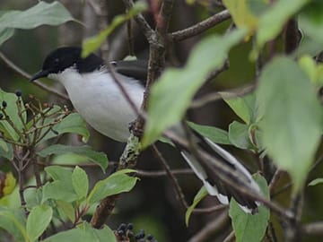 Bird Watching Doi Inthanon