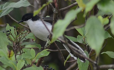 Bird Watching Tour in Doi Inthanon National Park