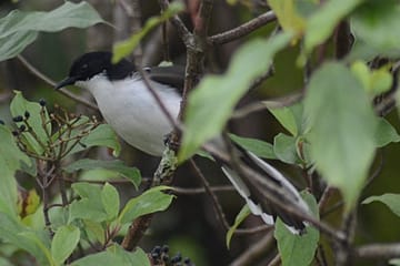 Bird Watching Tour in Doi Inthanon National Park