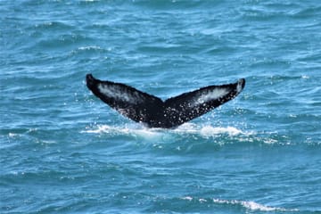 Whale Watching and FlyOver Experience in Reykjavík, Iceland